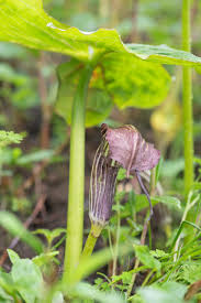 Image result for Schizaea pectinata