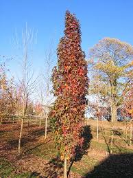 Check spelling or type a new query. Narrow Trees For Small Yards That Pack A Punch Pretty Purple Door