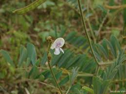 Image result for Tephrosia noctiflora