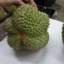 Check spelling or type a new query. Jual Produk Bibit Durian Ochee Duri Hitam Termurah Dan Terlengkap Januari 2021 Bukalapak