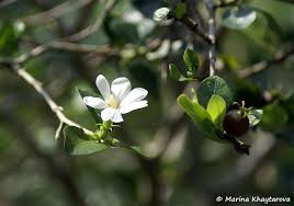 Image result for Gardenia cornuta