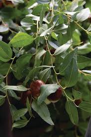 Image result for Ziziphus abyssinica