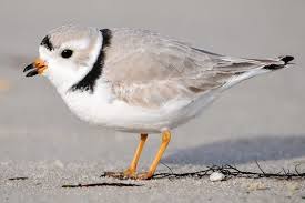Stupid Bird From Finding Dory Is Your State Bird A Stupid State Bird What It Should Be Instead Hermosa Naturaleza Aves Naturaleza