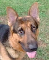 Maybe you would like to learn more about one of these? Pets For Adoption At Dreamcatcher German Shepherd Rescue Inc In Orlando Fl Petfinder