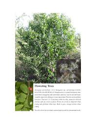 Image result for Alangiaceae