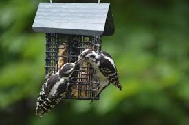 Suet a simple suet recipe that is beloved by woodpeckers, nuthatches, chickadees, and many other backyard birds. How To Make Homemade Suet Suet Recipes Birds Blooms