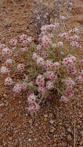 Image result for Helichrysum tillandsiifolium