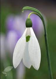 Galanthus Nivalis Common Snowdrop Bulbs Sea Holly Green Flower Pictures