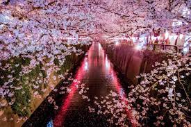 On this guided tour of japan, experience the cherry blossom season filling the city streets and lush parks with hues of pink and aromatic scents. Meguro River Cherry Blossoms 2021 March April Events In Tokyo Japan Travel