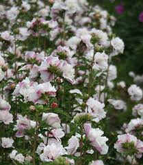 Let's look at what's necessary to be fertilizing hibiscus trees properly. Freiland Hibiskus French Cabaret Pastel Baldur Garten
