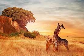 See african savannah stock video clips. Giraffes In The African Savannah Beautiful African Landscape At Sunset Serenge Affiliate Beautiful Af African Savannah African Wildlife African Sunset