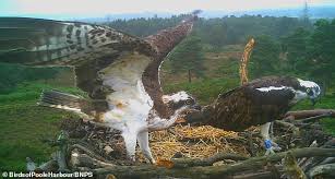We know that the illegal trade in wildlife is the second biggest direct threat to species after habitat destruction. Elang Tiram Yang Terancam Punah Sukses Ngungsi Ke Gambia