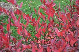 Pruning in the spring risks removing the flower buds. Great Design Plant Little Henry Sweetspire