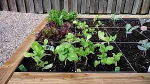 So, for example, if you're planting onions and the tag says to leave 8 inches between plants, you simply leave 8 inches of space on all sides instead of having to leave a good bit more space between rows. Best Spacing Of Vegetables Maximize Your Yields Youtube