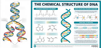 #dna replication and transcription worksheet #dna review worksheet answers #transcription and translation worksheet answer key #biology macromolecules worksheet answer key #dna and. Crash Course World History 13 Quizlet The Best Picture History