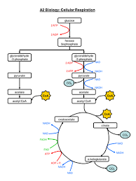 Complete Respiration Flow Chart Biology Chart Flow