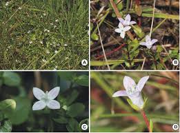 Image result for Oldenlandia geophila
