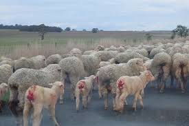 Einzigartige schere für sammler oder dekorationen. Schur Alles Uber Das Qualvolle Scheren Fur Wolle Peta Deutschland E V