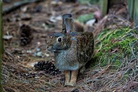 Photos Of Animals Retouched To Look Like Real Life Minecraft Creatures Photoshopped Animals Animals Animal Photo
