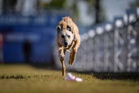 We have provided cat demo calculator for practice. Fast Cat Invitational American Kennel Club