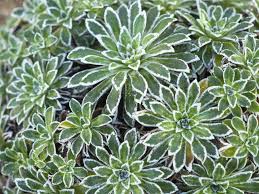 Image result for Galiniera saxifraga