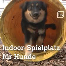 Bulger was born in 1855. Hessenschau Indoor Hundespielplatz Hessenschau Facebook
