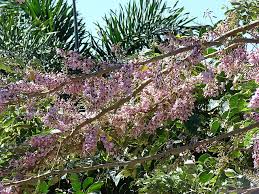 Image result for Gliricidia