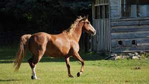 Tennessee walker wurden vor ca. Tennessee Walking Horse Pferdeflusterei Dein Pferdefreundlicher Shop Blog