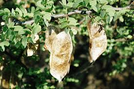 Image result for Acacia mellifera