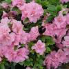 Learn more about monrovia plants and best practices for best possible plant performance. Https Encrypted Tbn0 Gstatic Com Images Q Tbn And9gcqgde4lhwvwren7lnxqzrxkufeo0dhae9yrwbegy44 Usqp Cau
