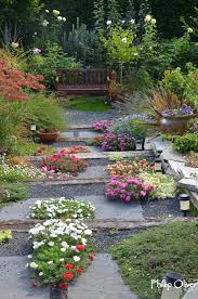 Image result for Portulaca