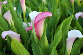 Image result for Zantedeschia rehmannii