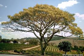 Image result for Schizolobium parahyba