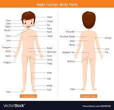 Did you know… ☛ while the size of the human head right from birth won't change drastically, it is the torso and the lower limbs that grow in length. Body Anatomy Male Anatomy Drawing Diagram