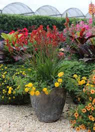 Image result for sanvitalia combine in pots