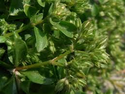 Image result for Polycarpon