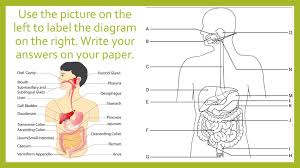 All of these organs are involved in the digestion of food which is essential to our survival. Labeling Practice You Will Have 4 Different Sets Of Answers Ppt Download