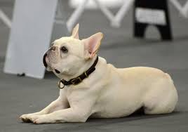 He is the most attentive of all puppies. Welcome To The French Bull Dog Club Of America