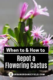 Most plants are best repotted when they display new growth in spring, but christmas cactus repotting should water really well and keep slightly moist for about 2 weeks. Best Time To Repot Christmas Cactus Christmas Cactus Easter Cactus Christmas Cactus Care