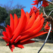Image result for Erythrina abyssinica × lysistemon
