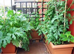 C'est le légume idéal pour encourager les enfants à cultiver un jardin. Conseils Pour Un Potager Sur Balcon Ferme De Sainte Marthe