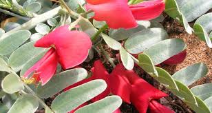 Image result for Sesbania tetraptera