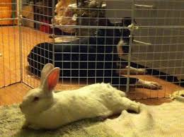 Get To Know Tiny Paws Rescue Sanctuary Paws Rescue Paw Rescue