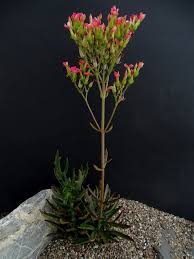 Image result for Kalanchoe laciniata
