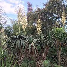 Image result for Yucca gloriosa
