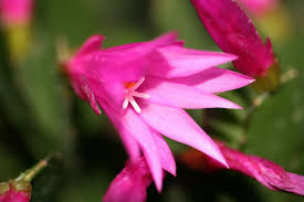 To ensure your cactus blooms from year to year, it's a good idea to prune your plant in the spring. Easter Cactus Schlumbergera Gaertneri Guide Our House Plants