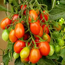 Image result for tomato Piccadilly