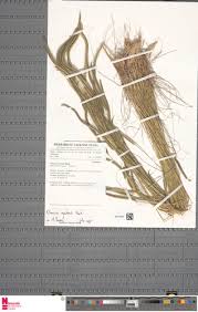 Image result for Ctenium newtonii