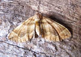 Image result for Pelurga comitata