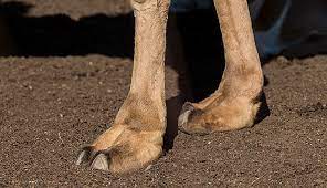 What worms do they not work on? Camelids Camels Camels And Camels The Something Awful Forums